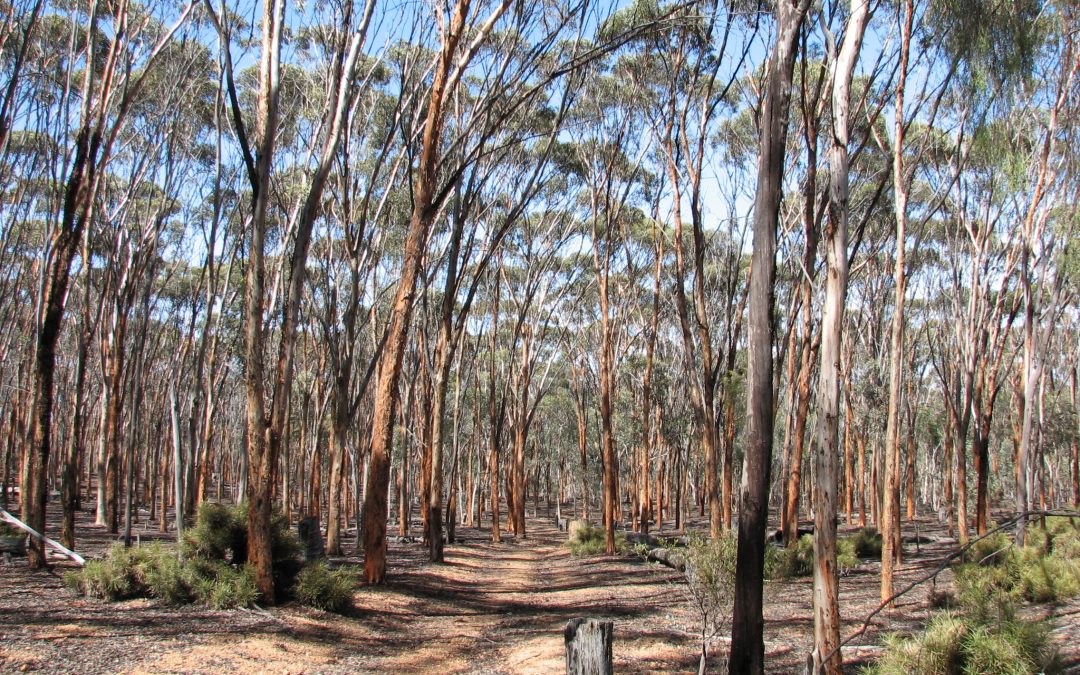 Eucalypt Woodlands of the Western Australian Wheatbelt