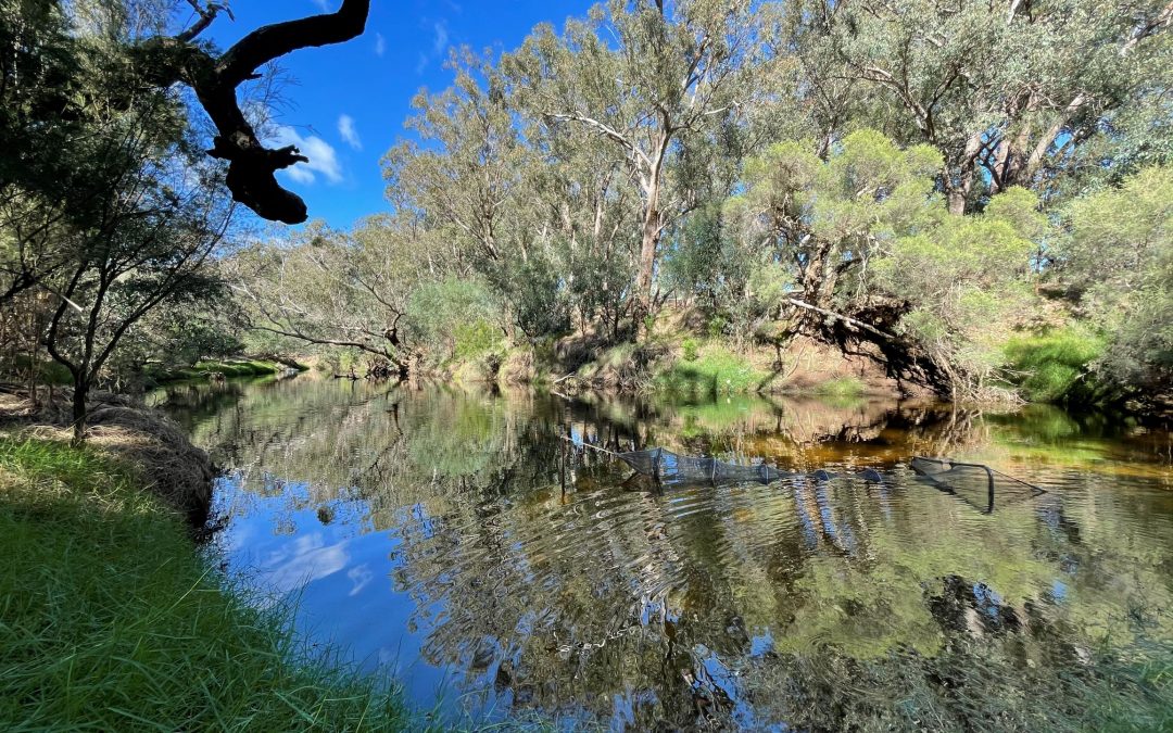 How Healthy is the Murray River?