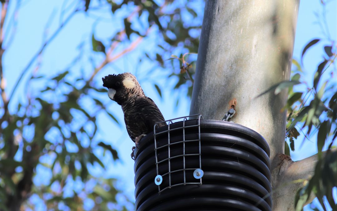 2021 Black Cockatoo breeding success in the Peel-Harvey