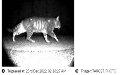 Dryandra Felixer feral cat grooming trial and Cat DNA reports now online