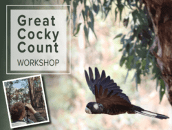 Great Cocky Count Workshop - Mandurah FULLY BOOKED