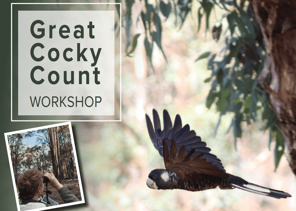 Great Cocky Count Workshop – Mandurah FULLY BOOKED
