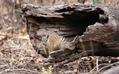 Research to understand numbats and climate change