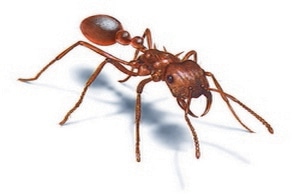 ant-control