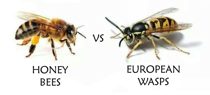 difference between hornet and bee