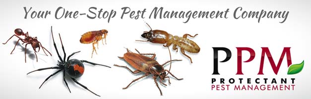 commercial-pest-control1