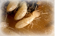 pest-control-brisbane-termite