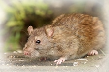 pest-control-melbourne-rodent
