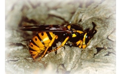 pest-control-melbourne-wasp