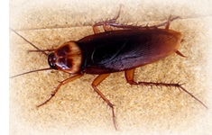 pest-control-sydney-cockroach
