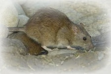 pest-control-sydney-rodent