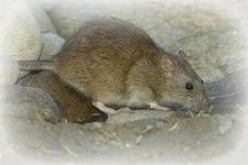 Rodent Issues Sydney - Sydney's Best Pest Control