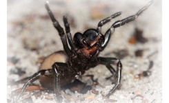 pest-control-sydney-spider