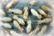 pest-control-sydney-termite