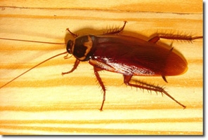 pest-management-cockroach2