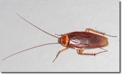 pest-management-cockroach3