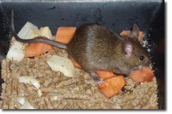 pest-management-mouse
