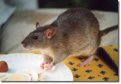 pest-management-rat