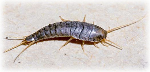 pest-management-silverfish1