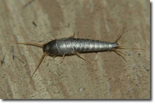 pest-management-silverfish2