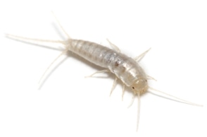 silverfish-control