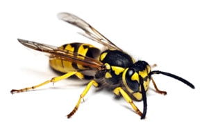 wasp-control