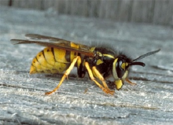 wasp-control2