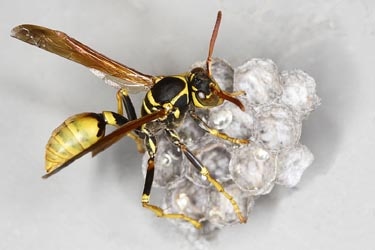 wasp-control3