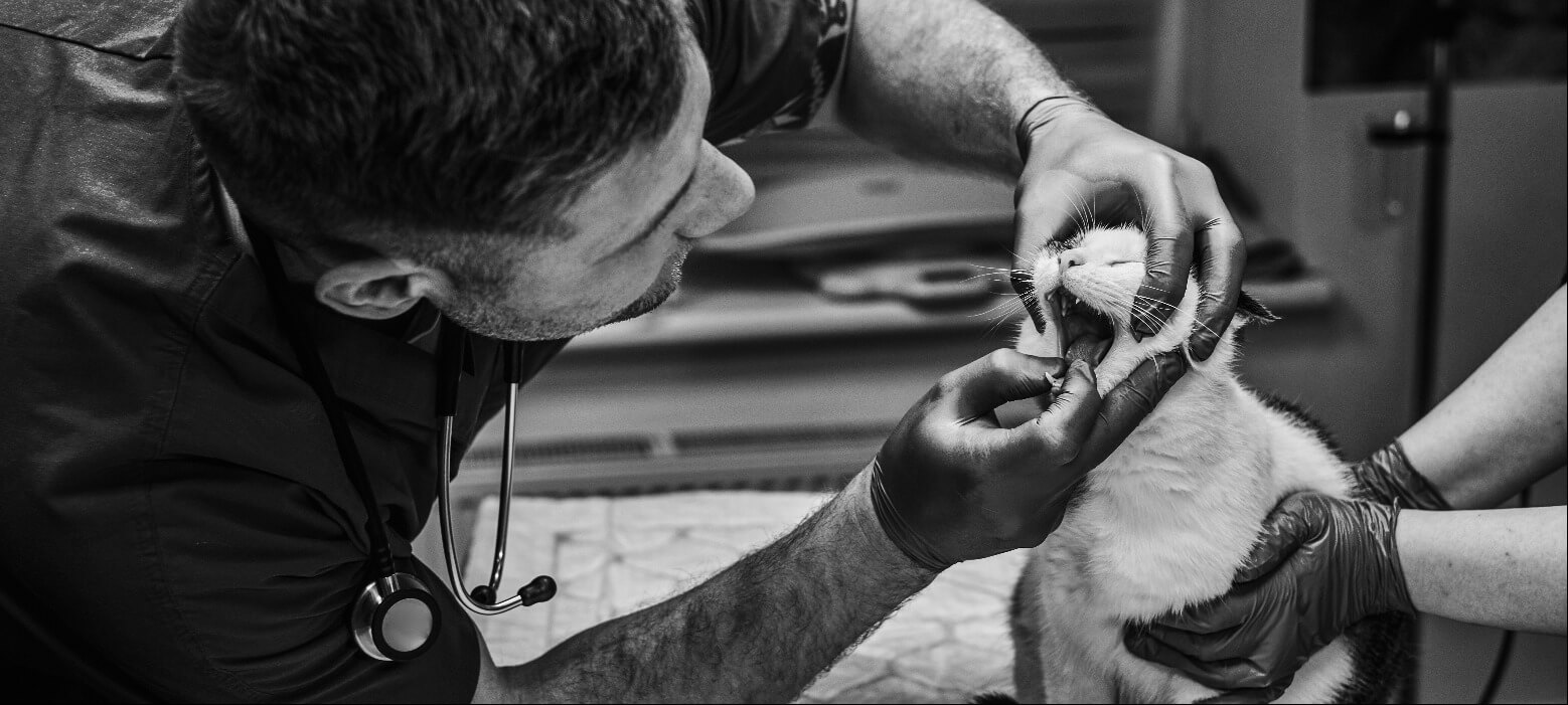 Contact Redgum Vet & Pet Boarding Serving The Mid North