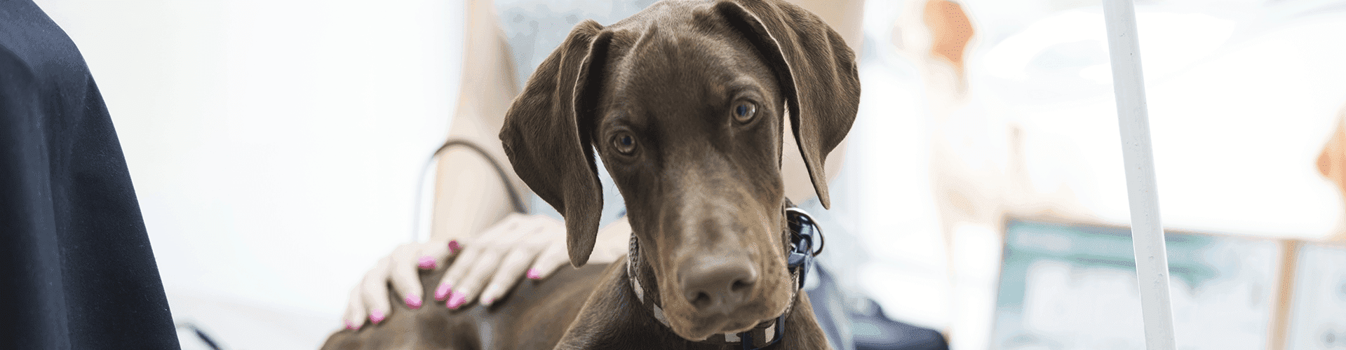 Port Augusta Vet Redgum Vet and Pet Boarding