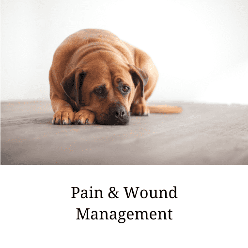 Pain Management