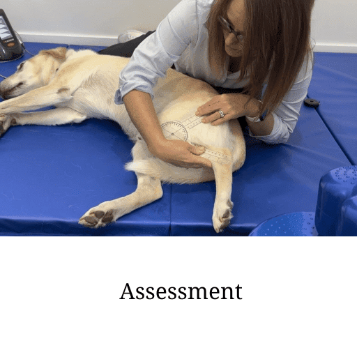 Step one Assessment (1)