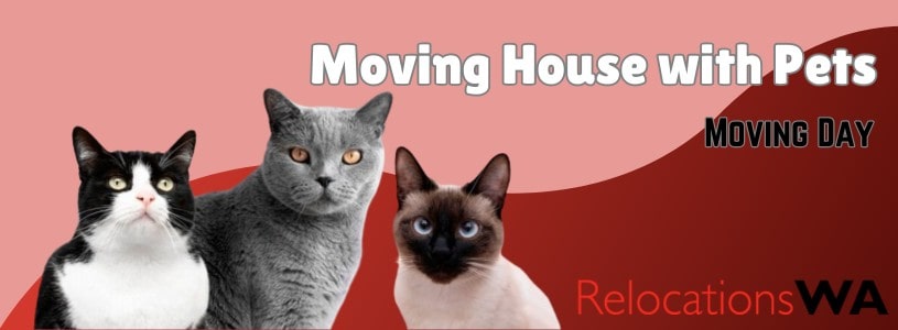 moving house with pets: moving day