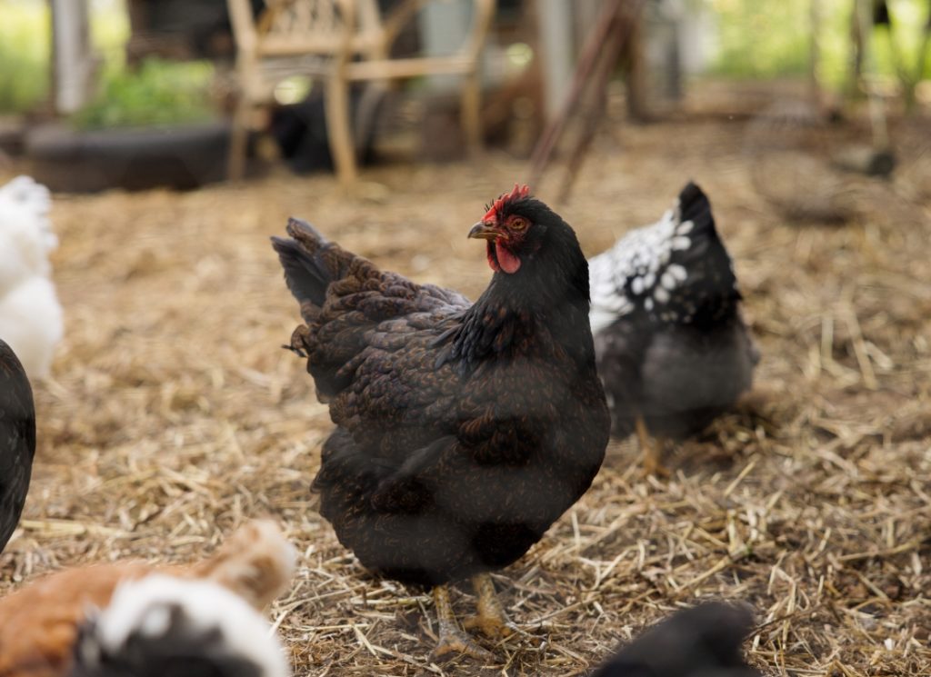 Sandersons | Grain, Fodder, Pets, Garden, Rural, Supplies