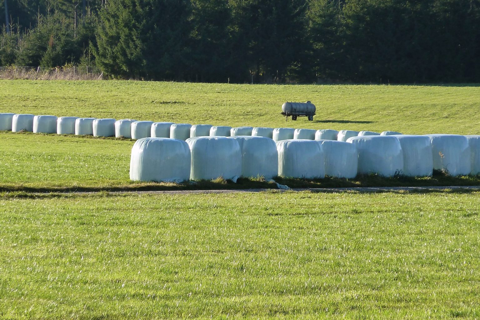 A field of silage bales covered with white silage plastic and plastic silage covers from Silage Wrap, ensuring optimal feed preservation.