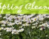 Spring Time Cleanse