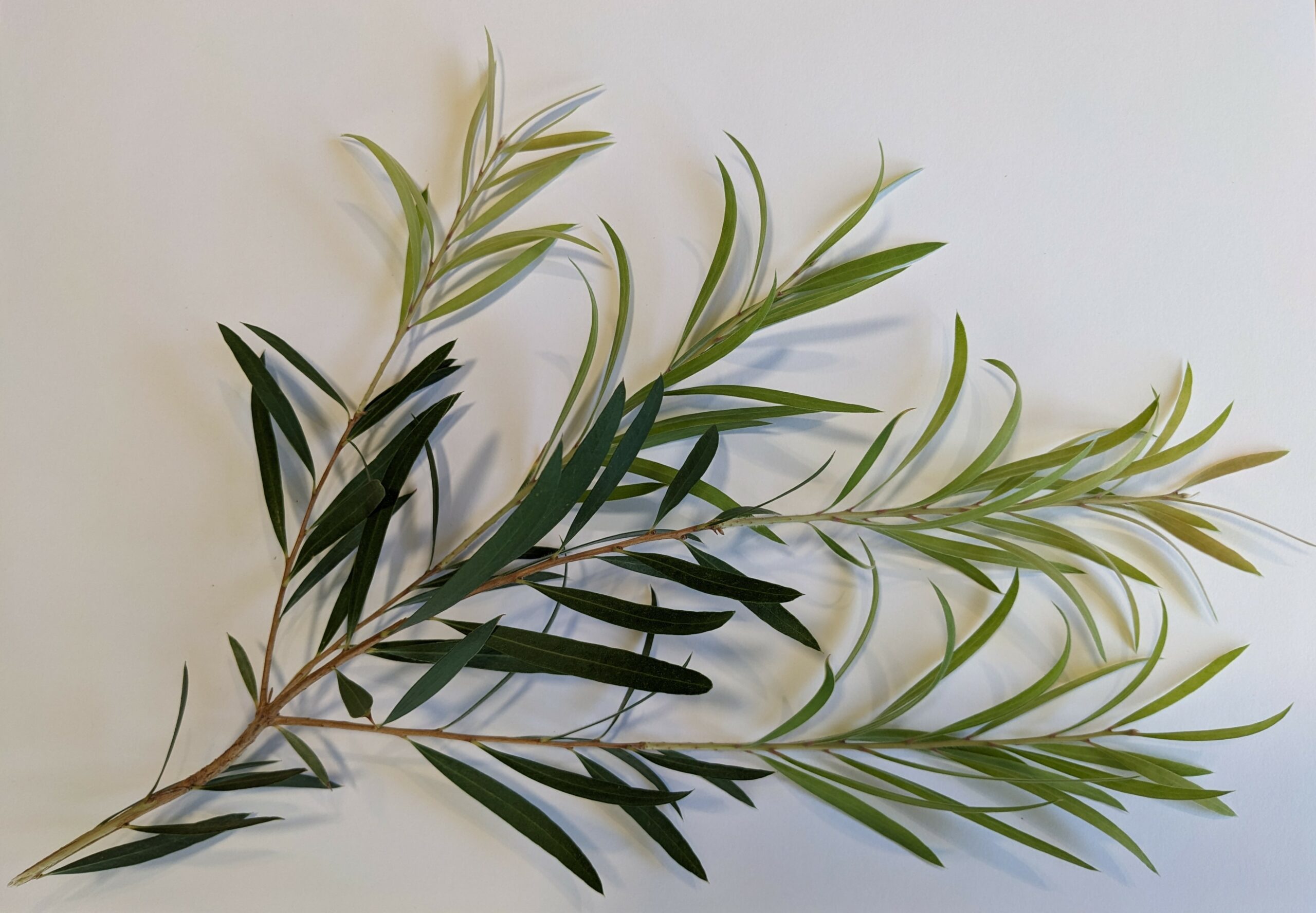 Cockatoo Kids The Art And Science Of Leaves Switch Your Thinking