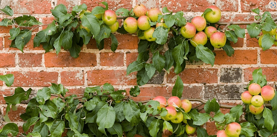 Thinking Green: growing fruit trees in small spaces - Switch Your Thinking