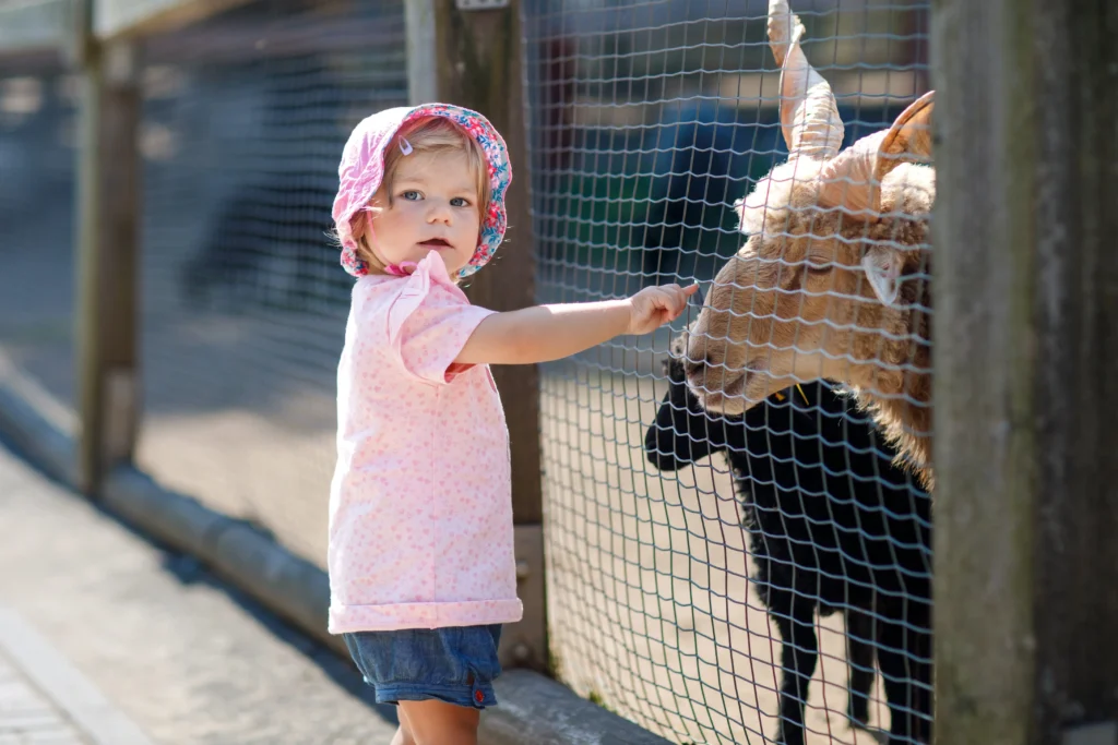 toddler reaching towards goat through fence at children's farm | swoosh finance
