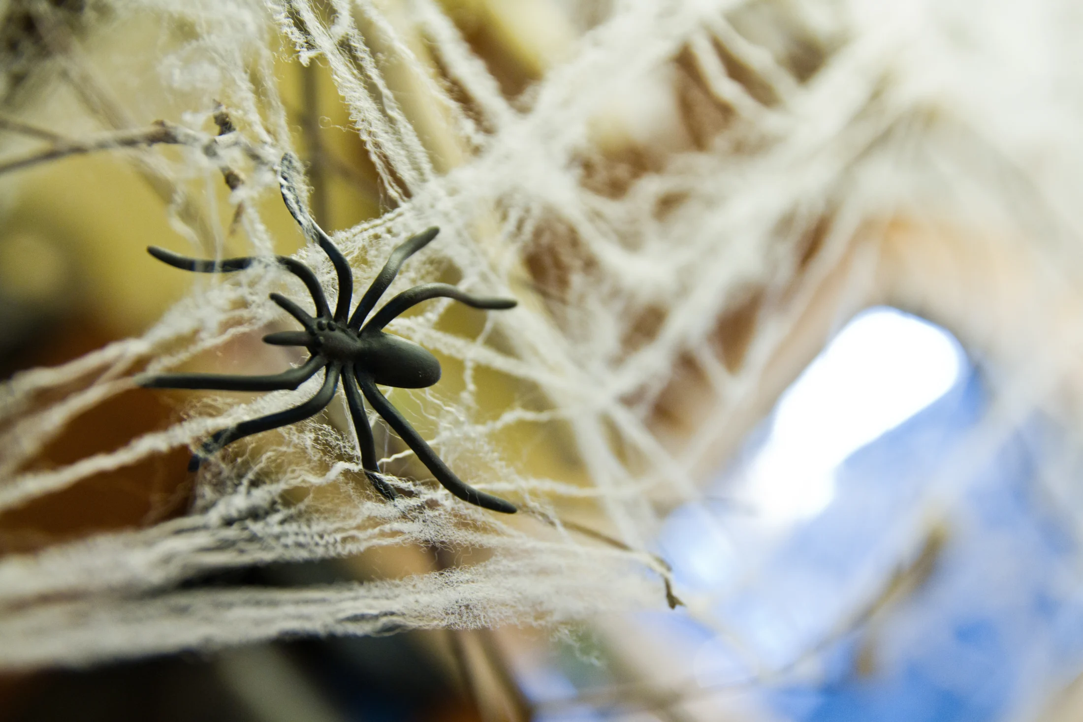 halloween in australia; spider cobweb decoration for halloween | Swoosh Finance