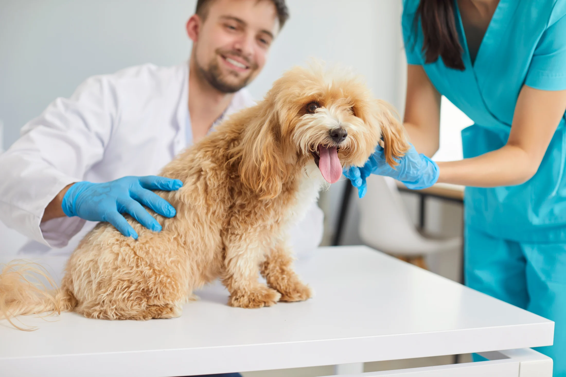 dog getting checked at the vets; a guide to emergency loans | Swoosh Finance