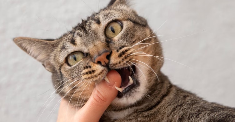 A playful cat biting someone's thumb.