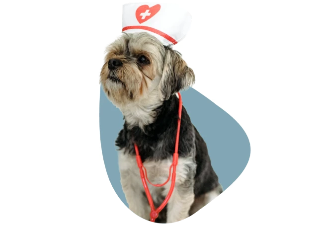 A small dog wearing a nurses hat and stethoscope, lookin concerned.