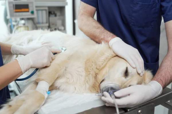 An anaesthetised Dog lies on an operating table with Vets monitoring it's heart and breathing.