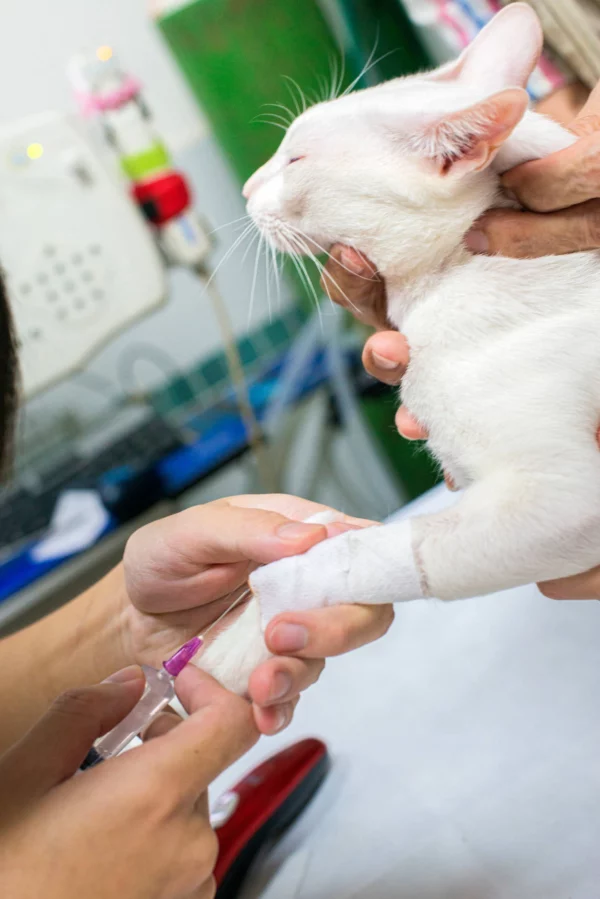 A white Cat, under under anaesthetic, being held by two Vets.
