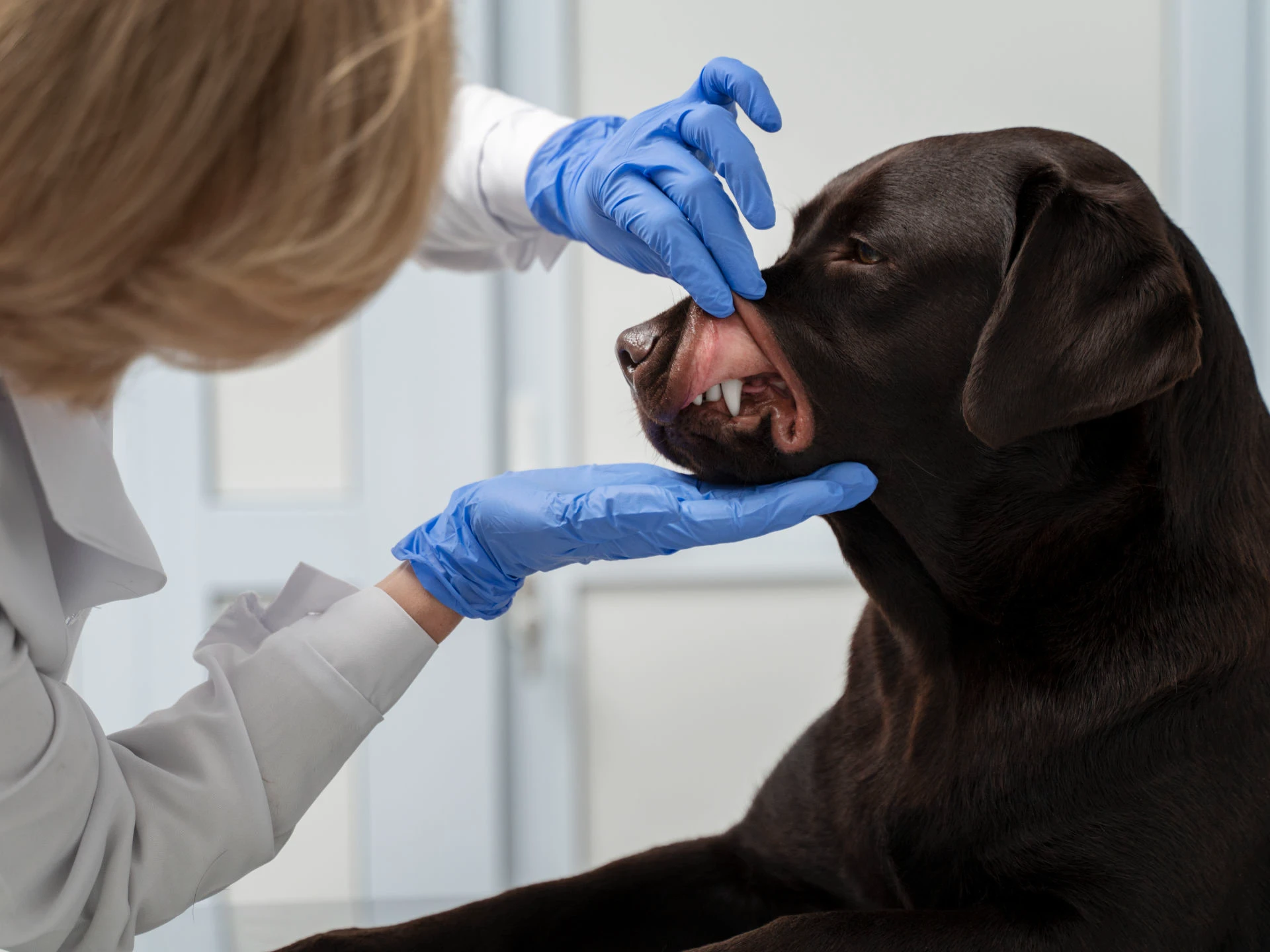 Close Up of Doctor Checking Dog's Teeth