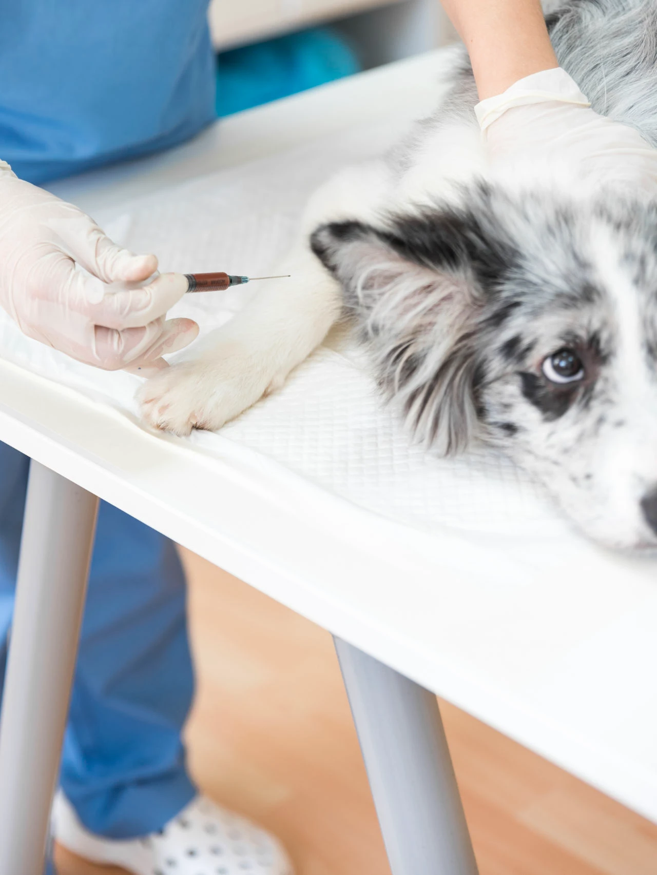 Close up of a Female Vet Injecting a Dog on an Injection Table.