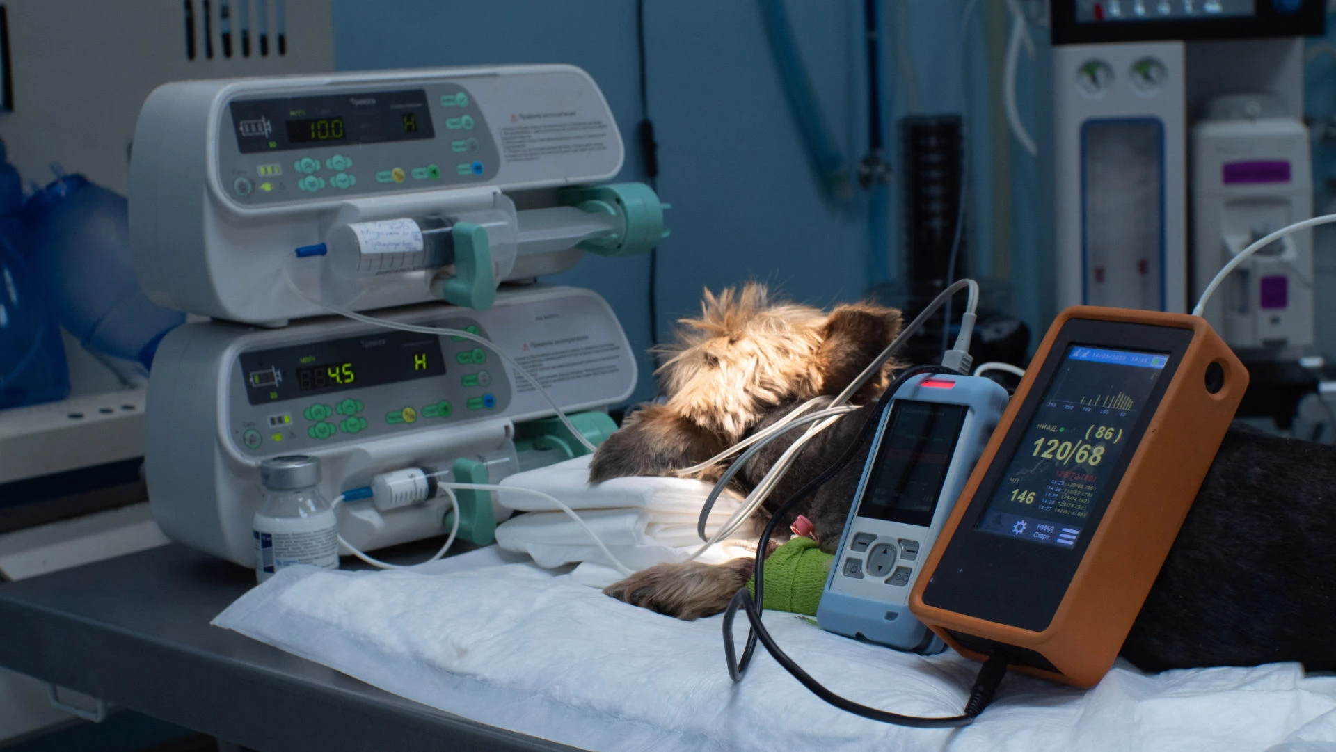 A dog lies in intensive care surrounded by monitoring technology.