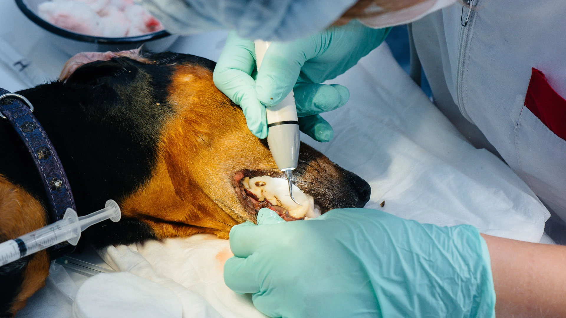 A large dog undergoing dental surgery under anaesthetic.