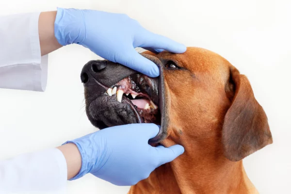 Veterinarian checking a dog with a missing tooth.